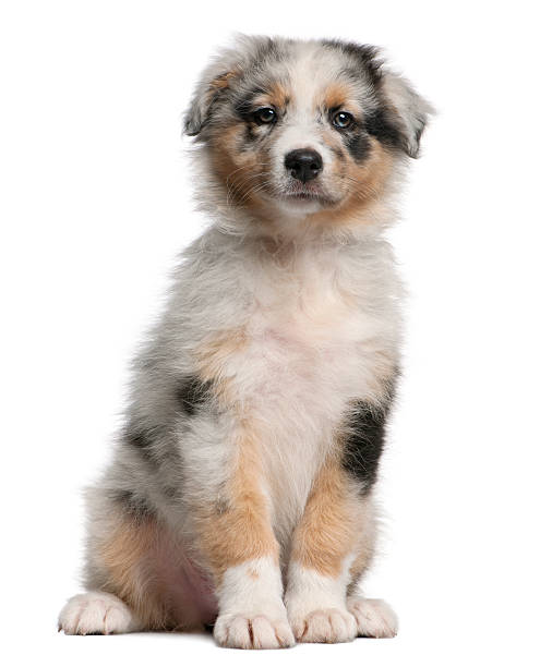 azul merle cão pastor australiano cachorrinho, 10 semanas de idade, sentado. - australian shepherd imagens e fotografias de stock