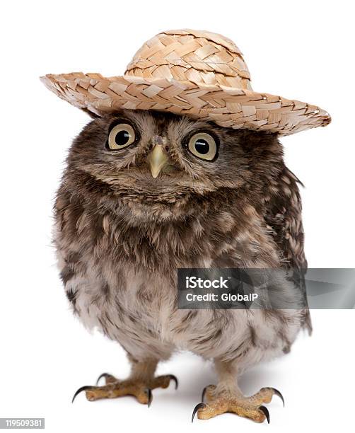 Front View Of Young Owl Wearing A Hat Stock Photo - Download Image Now - Owl, Hat, Alertness