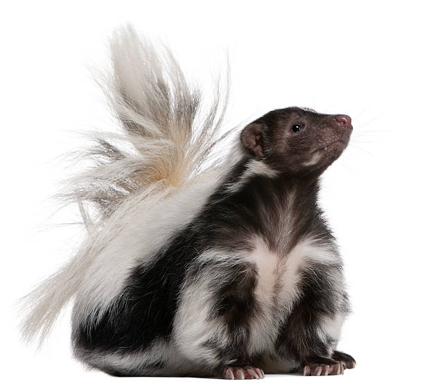 istock Striped Skunk, 5 years old, sitting and looking up. 119509485