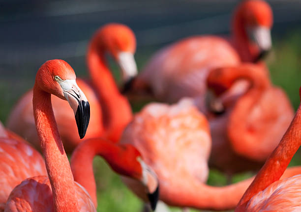 istock group of pink flamongos 119509487