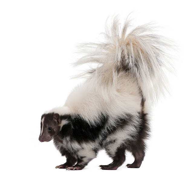 istock Profile of Striped Skunk, 5 years old, standing. 119509489