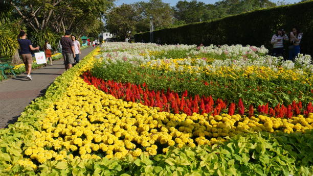 Bangkok, Thailand-December 6, 2019: people in the flower festival in public park in Bangkok.