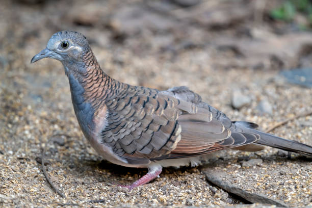 istock Bar-shouldered Dove, Queensland, Australia 1195096564