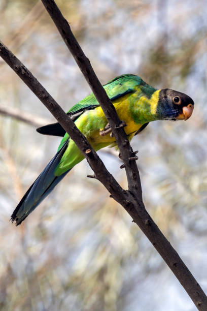 istock Australian Ringneck, Alice Springs, Northern Territory 1195096589