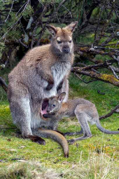 bennet's (wallaby dal collo rosso) con joey, tasmania, australia - wallaby kangaroo joey tasmania foto e immagini stock