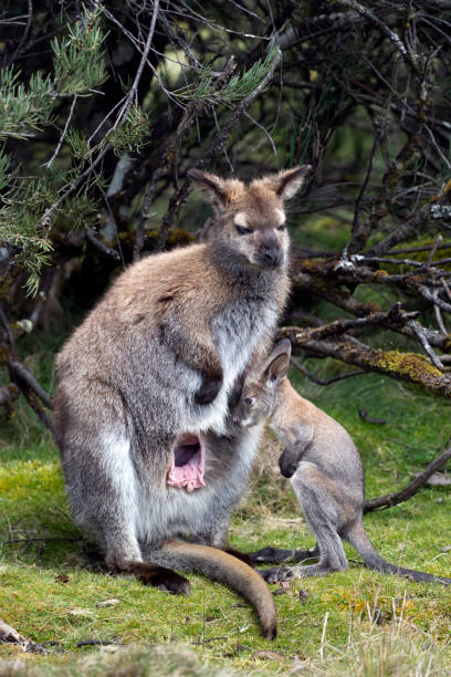 bennet's (wallaby dal collo rosso) con un nuzzling joey, tasmania, australia - wallaby kangaroo joey tasmania foto e immagini stock