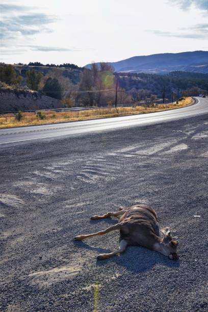 dead white-tailed or mule doe deer hit by a car or truck lying killed on the roadside, sad roadkill in the rocky mountains of utah. usa. - mule deer zdjęcia i obrazy z banku zdjęć
