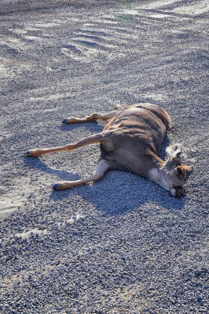 Dead White-tailed or mule doe deer hit by a car or truck lying killed on the roadside, sad roadkill in the Rocky Mountains of Utah. USA. stock photo