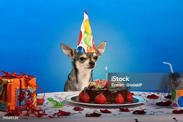 Chihuahua At Table Wearing Birthday Hat Looking A Cake Stock Photo - Download Image Now