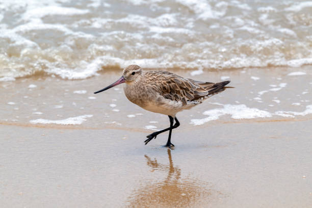 istock Black-tailed Godwit Walking Right, Cairns, Queensland, Australia 1195098017