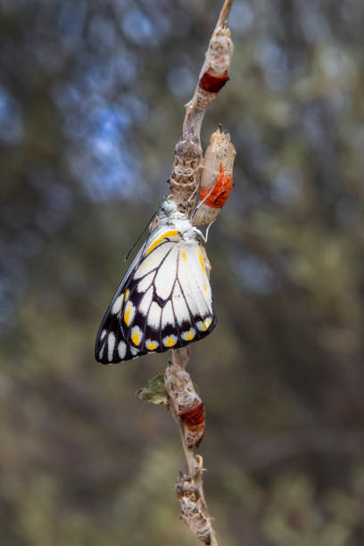 istock Caper White Butterflies Emerging from Cocoons, Alice Springs, Northern Territory, Australia 1195098075