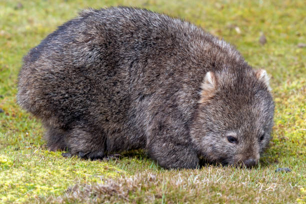 istock Common Wombat Feeding on Grass Tussocks, Tasmania, Australia 1195098197