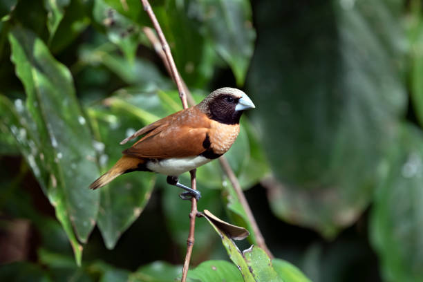 istock Chestnut-breasted Mannikin, Queensland, Australia 1195098198