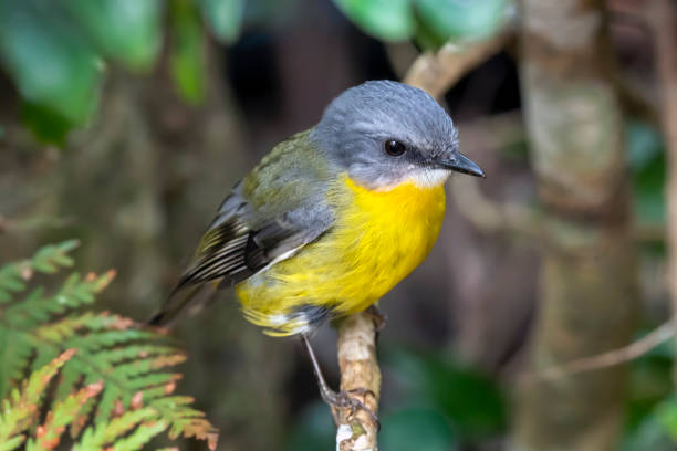 istock Eastern Yellow Robin on a Stick, Queensland, Australia 1195098362