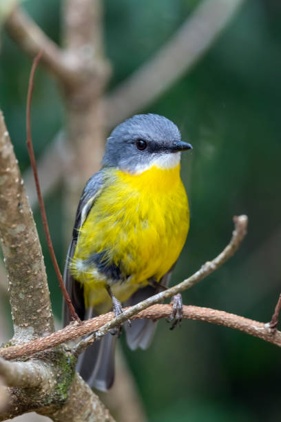 istock Eastern Yellow Robin, Queensland, Australia 1195098363