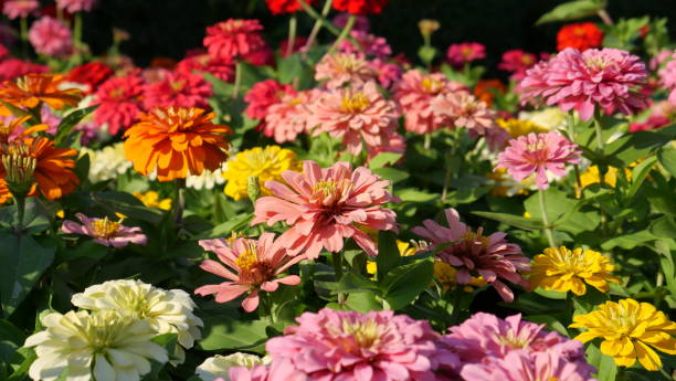 istock Beautiful flowers in the nature 1195098412