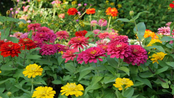 istock Beautiful flowers in the nature 1195098413