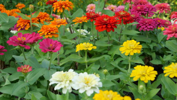 istock Beautiful flowers in the nature 1195098422