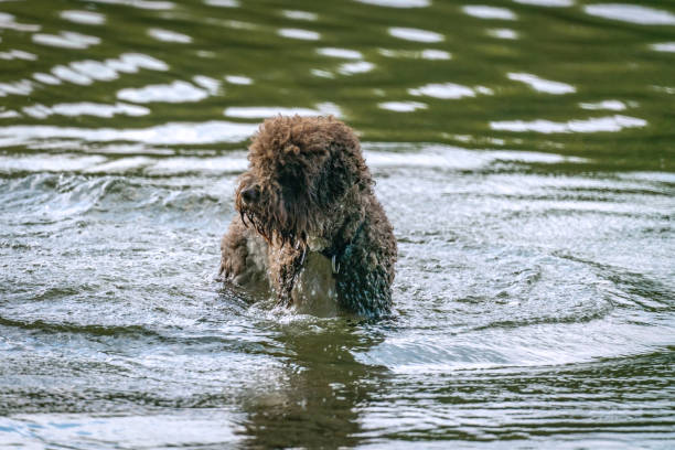 A poodle like fury brown dog is having a bath in a lake A poodle like fury brown dog is having a bath in Lake Grunewald in Berlin grunewald berlin stock pictures, royalty-free photos & images