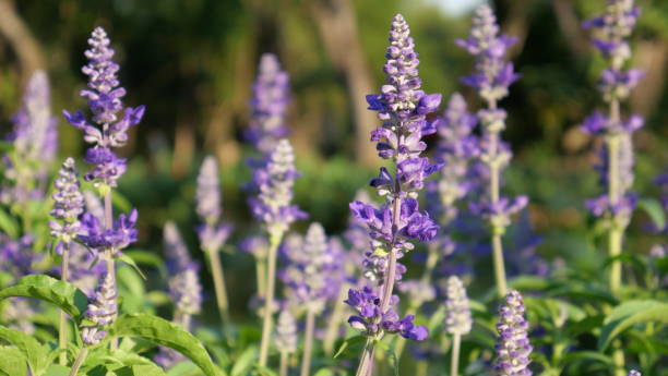 istock Beautiful flowers in the nature 1195099219