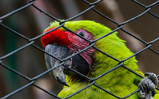 caged parrot clings with its leg to the cage and looks directly at the camera