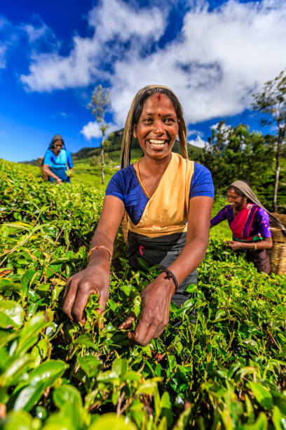 tamil women plucking tea leaves on plantation, ceylon - tea crop picking indian culture tea leaves imagens e fotografias de stock