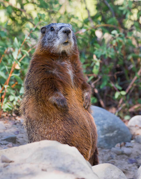 istock Yellow-bellied marmot on rocks 1195100291