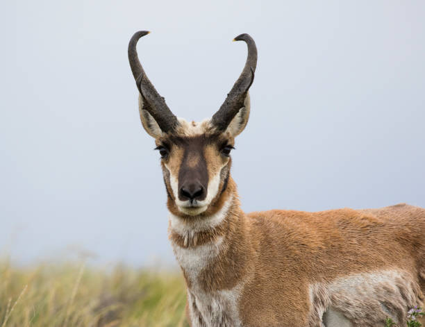 istock Pronghorn antelope in sagebrush meadow 1195100301