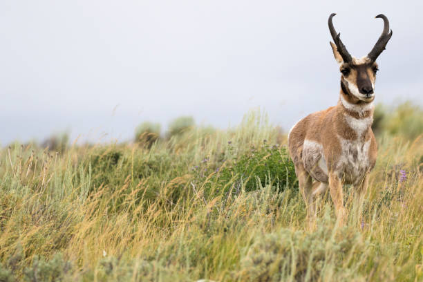 istock Pronghorn antelope in sagebrush meadow 1195100314