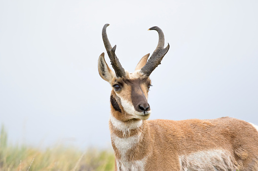 Pronghorn antelope in sagebrush meadow, buck or male