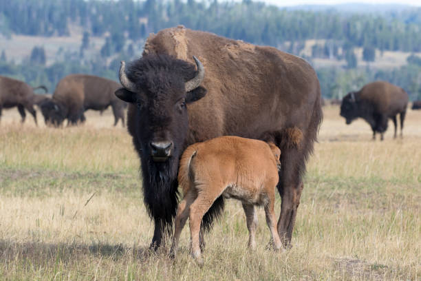istock Bison and calf walking on grass meadow 1195100357