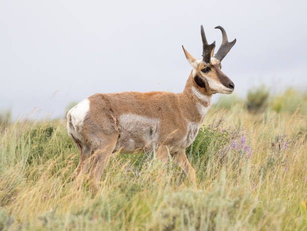 istock Pronghorn antelope in sagebrush meadow 1195100376
