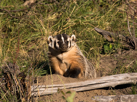 American badger next to burrow