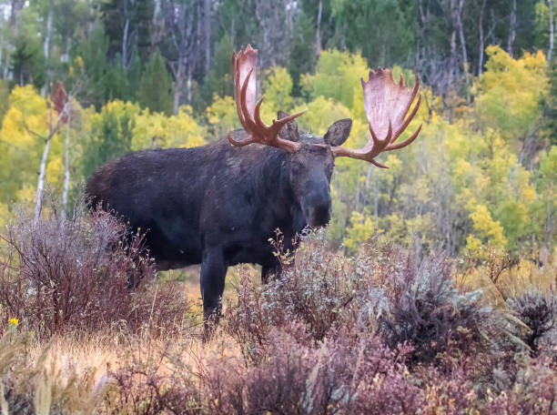 Bull moose in autumn colored plants and shrubs Bull moose in autumn colored plants and shrubs 32330 stock pictures, royalty-free photos & images