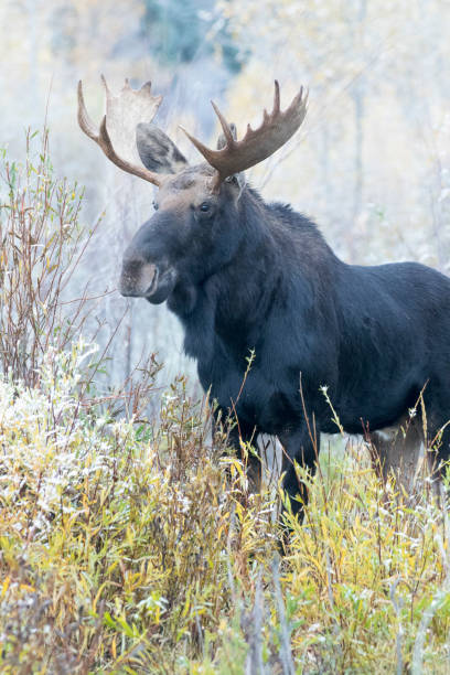 istock Bull moose in autumn colored plants and shrubs 1195100387