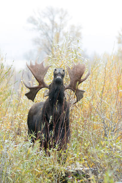 istock Bull moose flehmen response smelling for pheromones during rut 1195100389