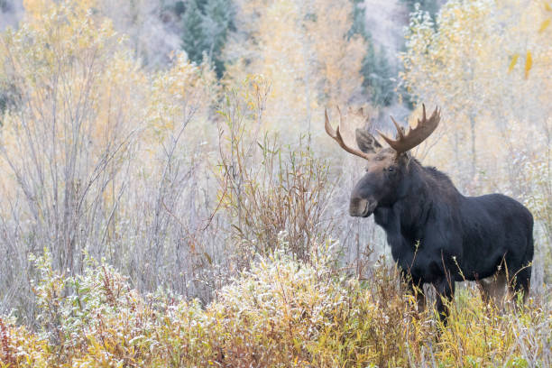 istock Bull moose in autumn colored plants and shrubs 1195100409