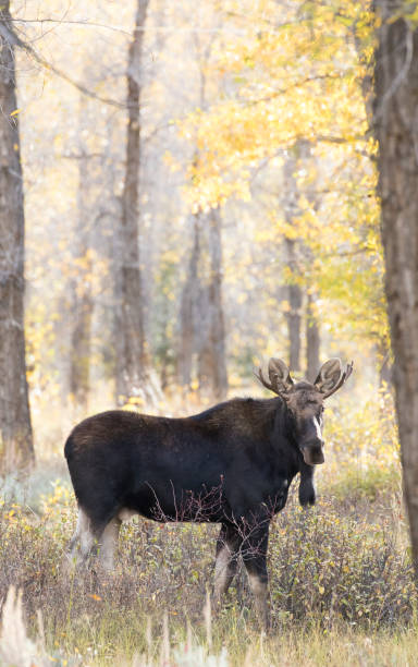 Bull moose in autumn colored plants and shrubs