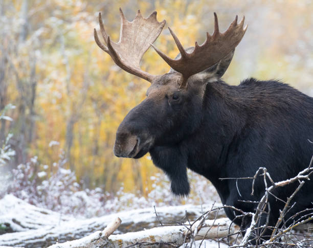 istock Bull moose in autumn colored plants and shrubs 1195100435