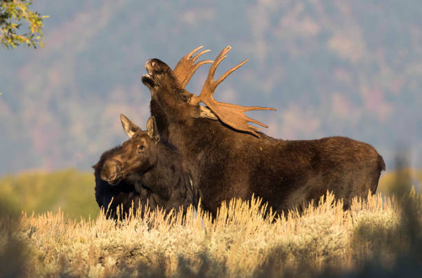 Bull moose flehmen response stock photo