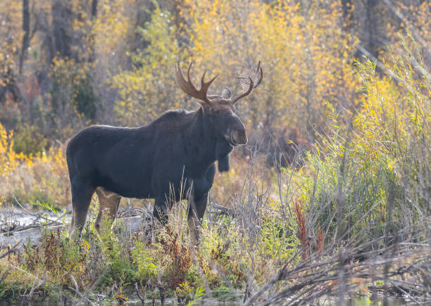 istock Bull moose in autumn colored plants and shrubs 1195100446