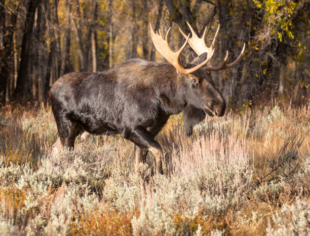 istock Bull moose in autumn colored plants and shrubs 1195100457