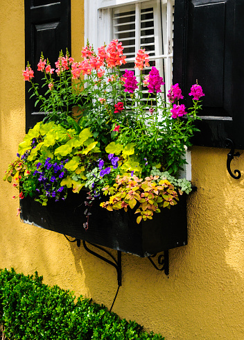 A small garden of colorful flowers grow in profusion in a Charleston window box.