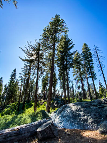 Mariposa Trees in Yosemite National Park, Northern California