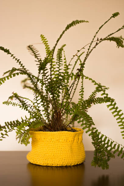 vaso de samambaia decorando a casa. - fern flower pot plant decorative urn - fotografias e filmes do acervo