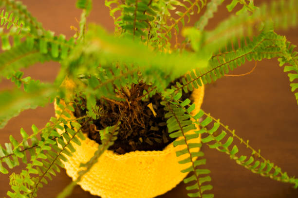 vaso de samambaia decorando a casa. - fern flower pot plant decorative urn - fotografias e filmes do acervo