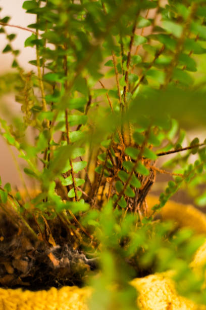 istock Fern vase decorating the house. 1195101284