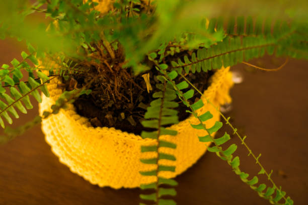 vaso de samambaia decorando a casa. - fern flower pot plant decorative urn - fotografias e filmes do acervo