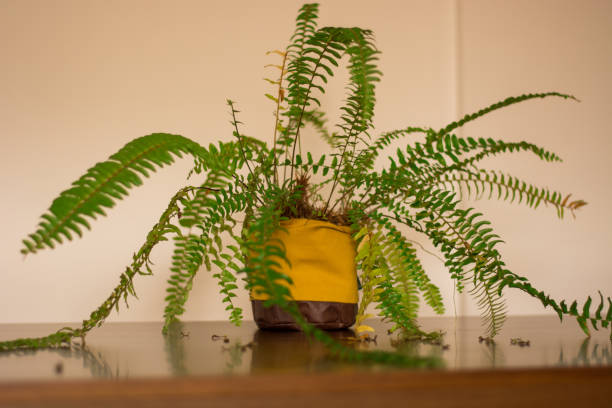 папоротник вазы украшения дома. - fern flower pot plant decorative urn стоковые фото и изображения