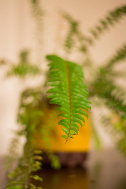 vaso de samambaia decorando a casa. - fern flower pot plant decorative urn - fotografias e filmes do acervo